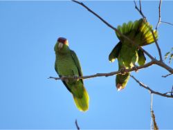 Lilac-crowned Parrots